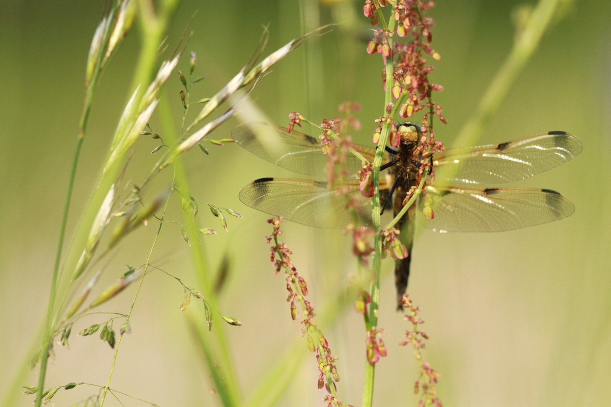 Libellule à quatre tâches - Libellula quadrimaculata