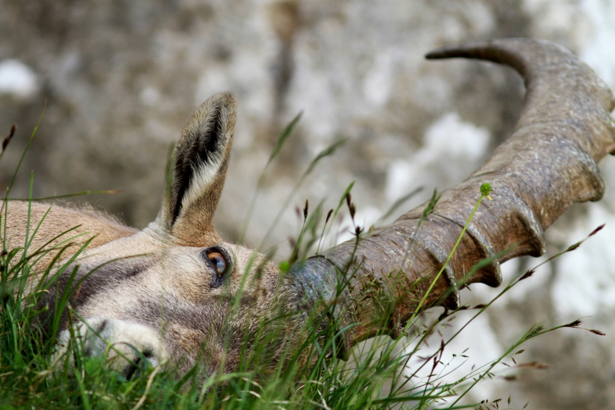 Bouquetin des alpes - Capra ibex