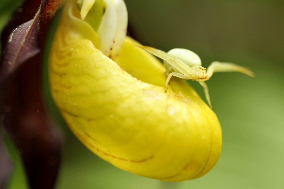 Thomise variable - Misumena vatia