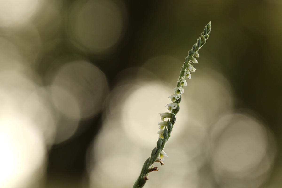 Spiranthe d'automne - Spiranthes spiralis