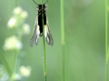 Ascalaphe soufré - Libelloides coccajus
