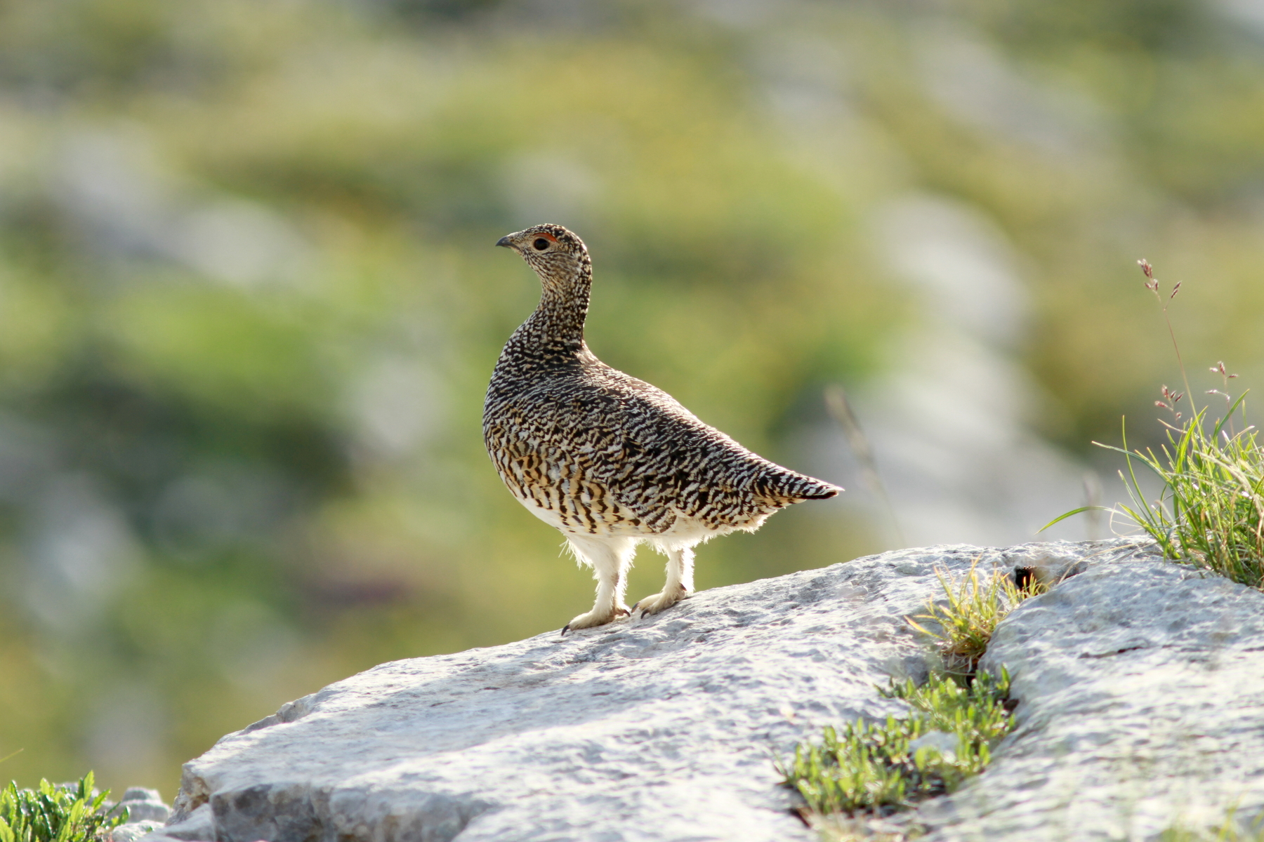 Lagopède alpin - Lagopus muta