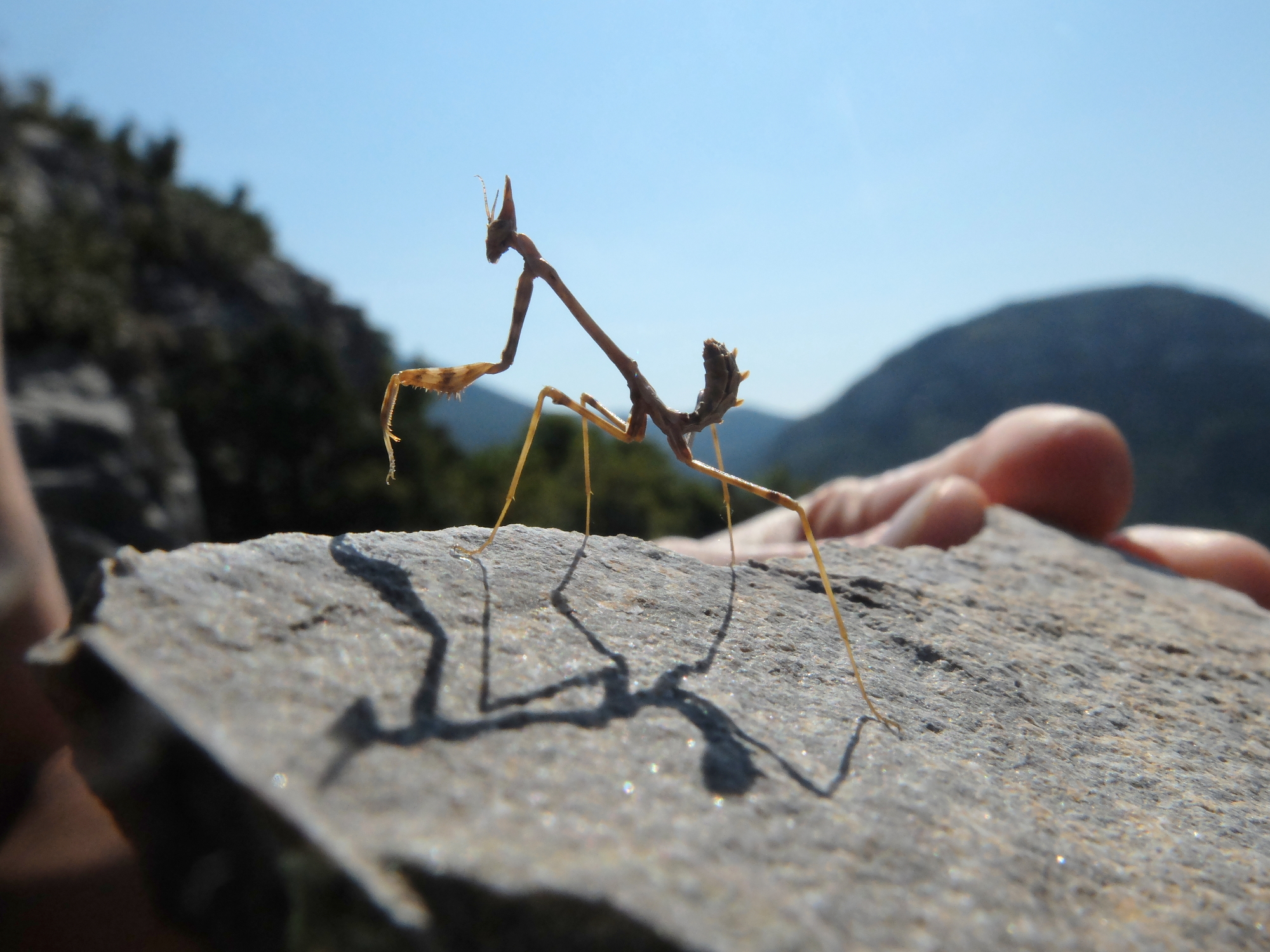 Empuse commune - Empusa pennata / Conehead mantis