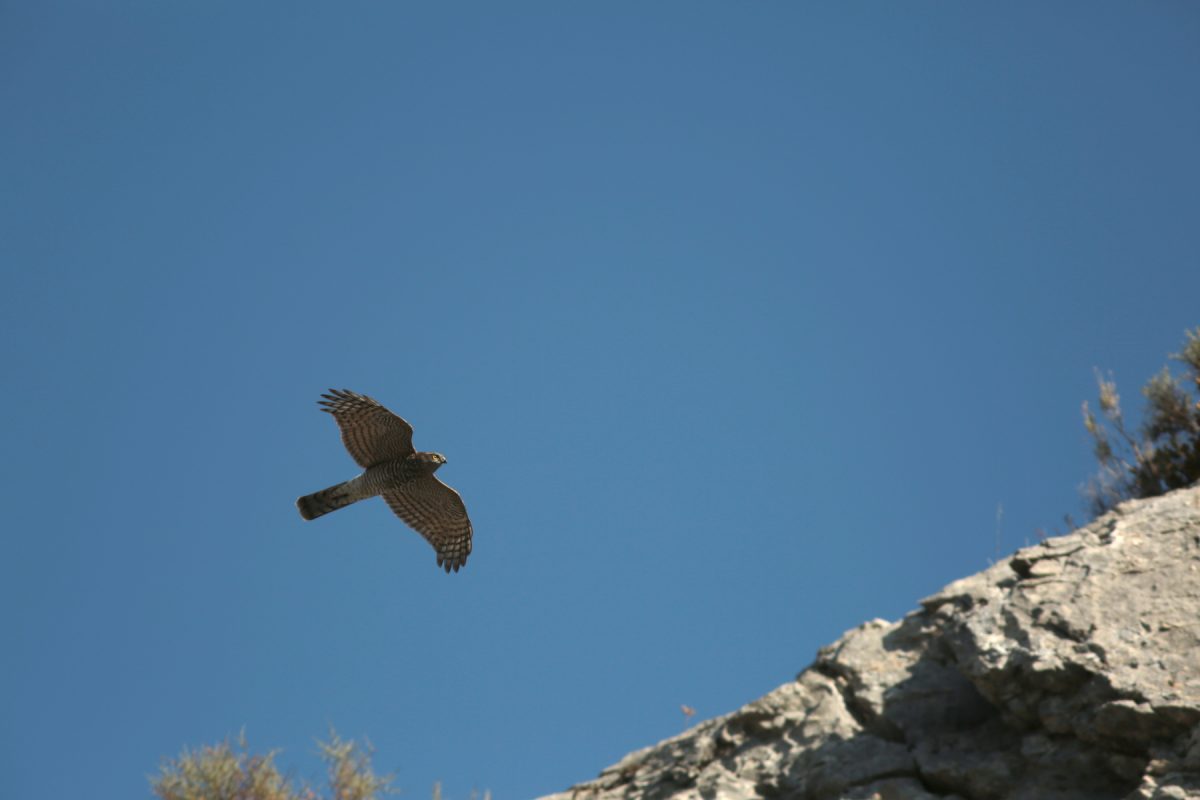 Épervier d'europe - Accipiter nisus - Eurasian sparrowhawk