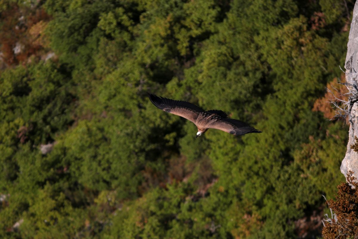 Vautour fauve - Gyps fulvus - Griffon Vulture