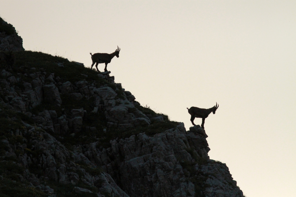 Bouquetin des alpes - Capra ibex