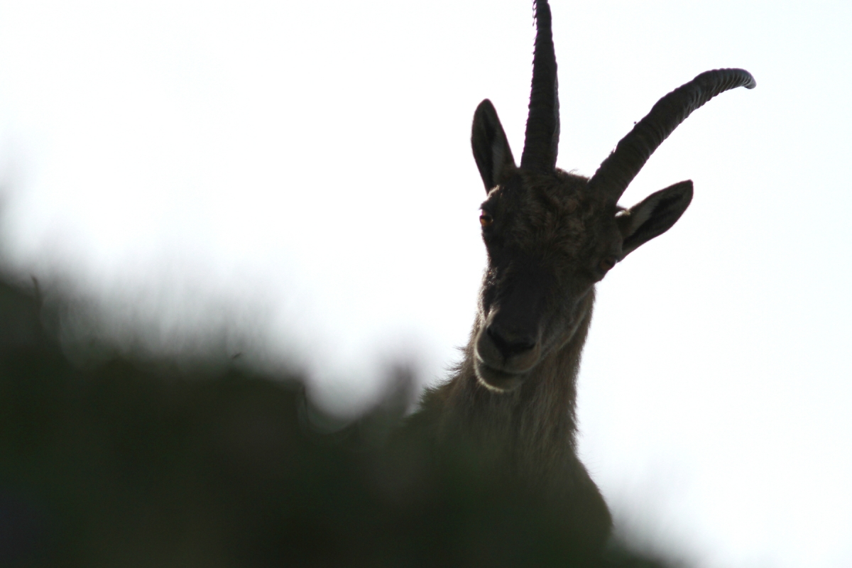 Bouquetin des alpes - Capra ibex