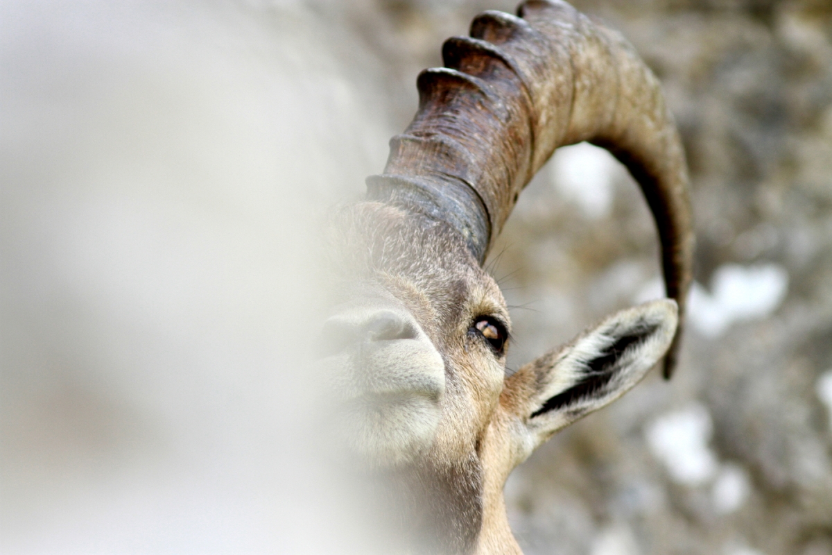 Bouquetin des alpes - Capra ibex
