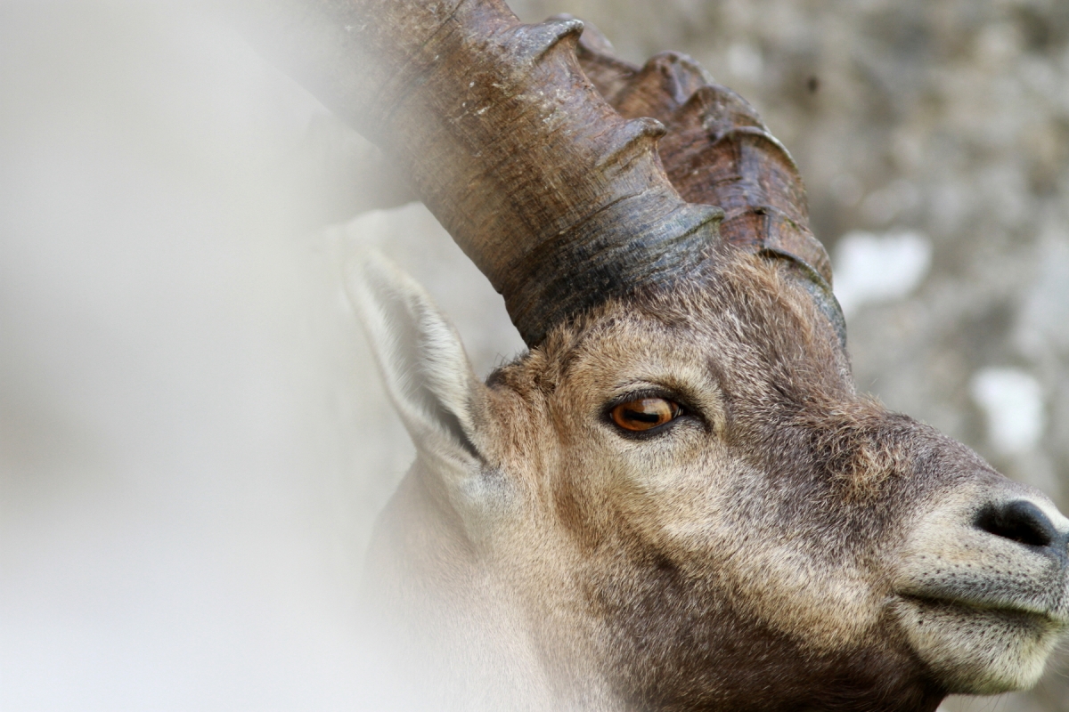 Bouquetin des alpes - Capra ibex