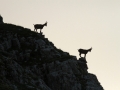 Bouquetin des alpes - Capra ibex