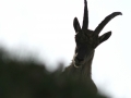 Bouquetin des alpes - Capra ibex