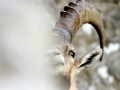 Bouquetin des alpes - Capra ibex