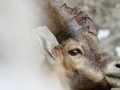 Bouquetin des alpes - Capra ibex