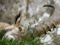 Bouquetin des alpes - Capra ibex