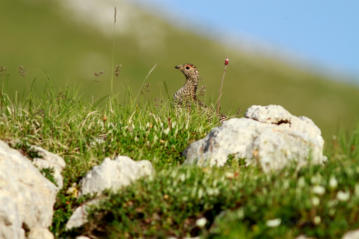 Lagopède alpin - Lagopus muta