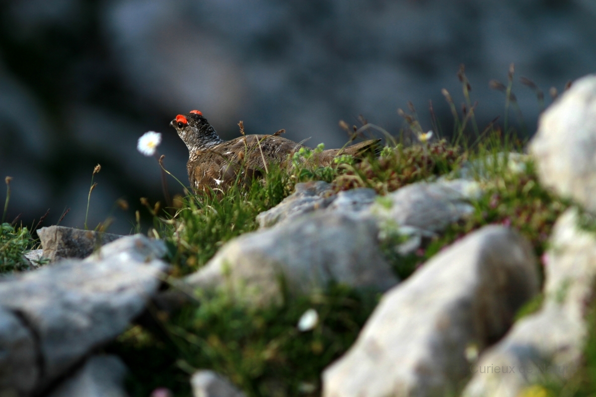 Lagopède alpin - Lagopus muta