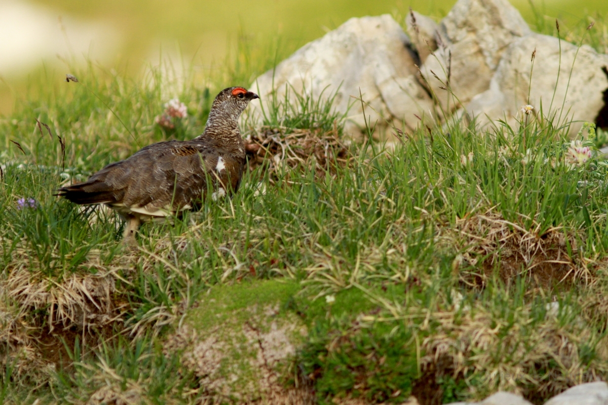 Lagopède alpin - Lagopus muta