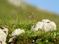 Lagopède alpin - Lagopus muta