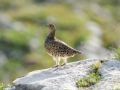 Lagopède alpin - Lagopus muta