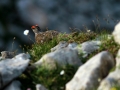 Lagopède alpin - Lagopus muta