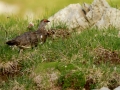 Lagopède alpin - Lagopus muta