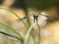 Couverture - Evinrude (Libellule à quatre taches - Libellula quadrimaculata)