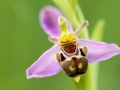 Mai - L'abeille envoutante (Ophrys abeille - Ophrys apifera)