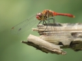 Juillet - Un sourire taquin et complice (Sympétrum sanguin - Sympetrum sanguineum)