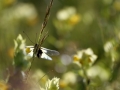 Ascalaphe soufré - Libelloides coccajus