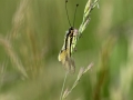 Ascalaphe soufré - Libelloides coccajus