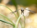 Libellule à quatre taches – Libellula Quadrimaculata