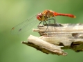 Sympétrum sanguin - Sympetrum sanguineum