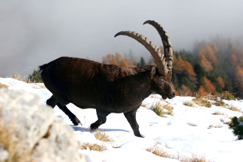 faune_01