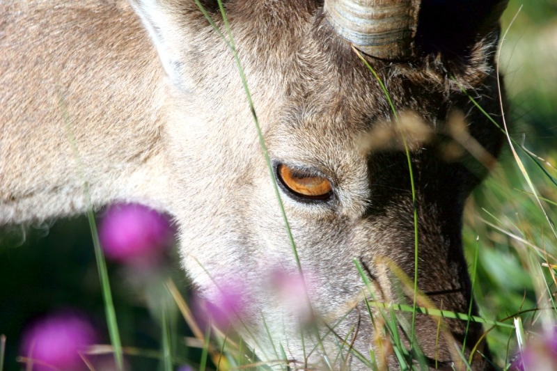 faune_03