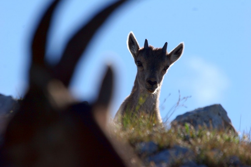 faune_04