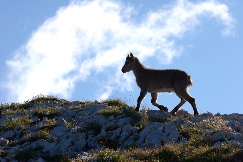 faune_05