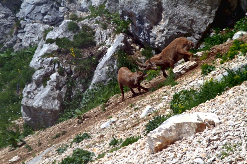 faune_06