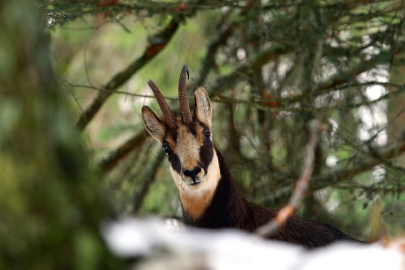 faune_07
