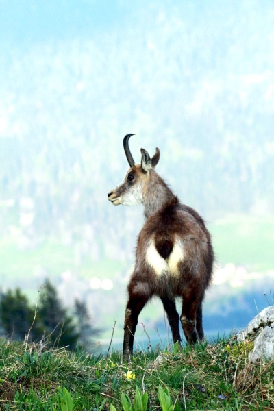 faune_08