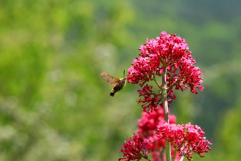 papillon_01