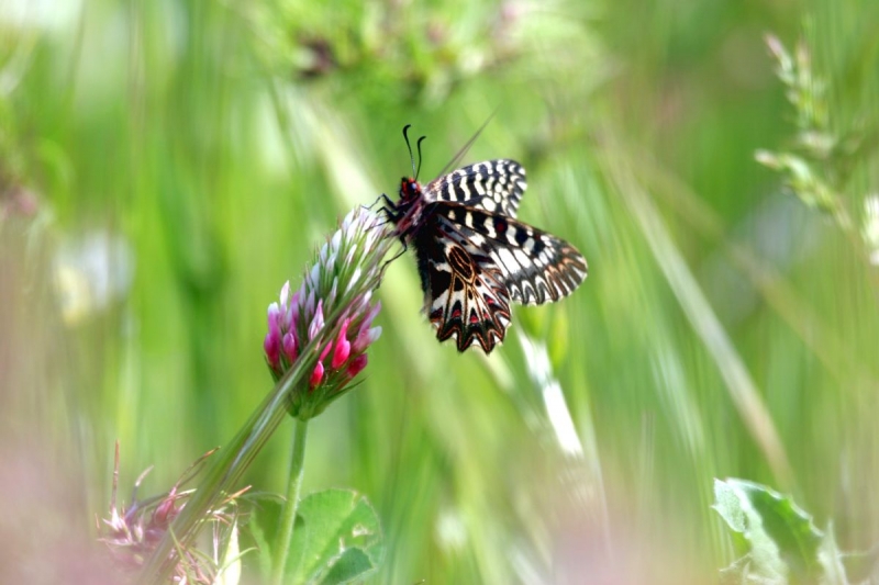 papillon_02