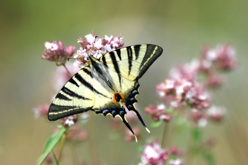 papillon_03
