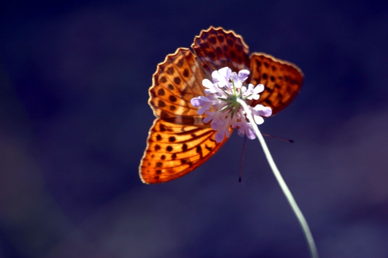 papillon_04
