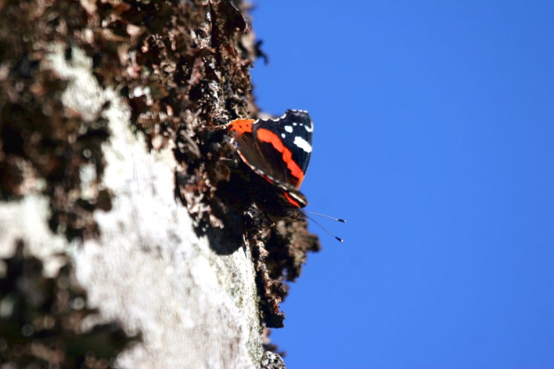 papillon_05