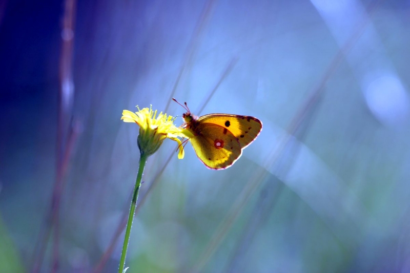 papillon_06