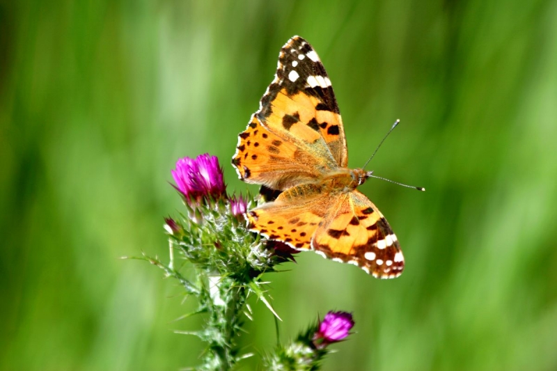 papillon_07