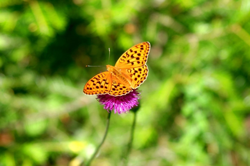 papillon_08