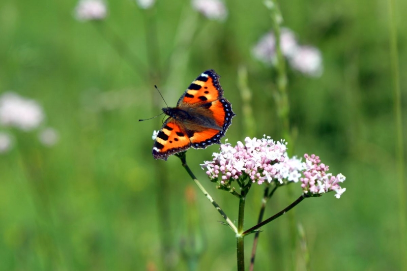 papillon_09