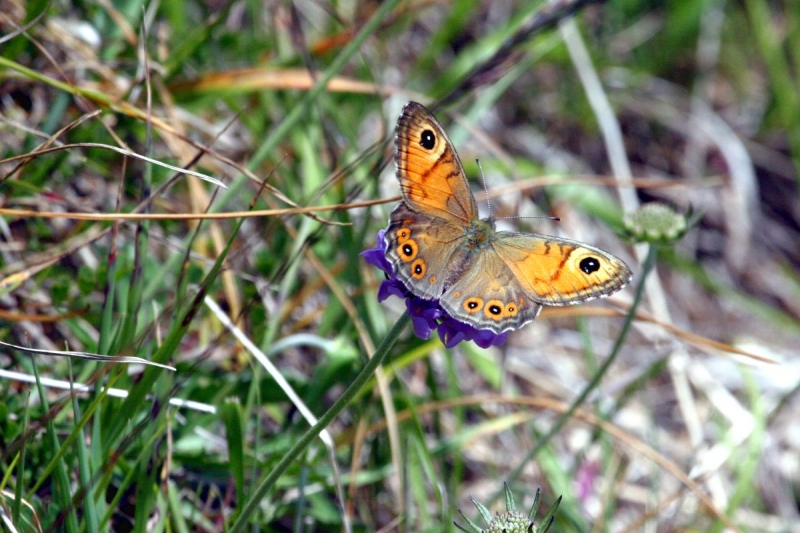 papillon_10
