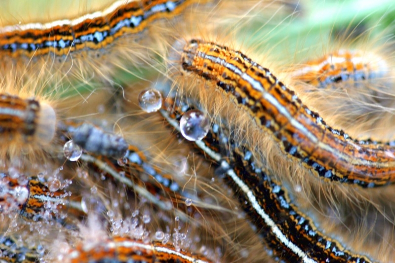 papillon_11